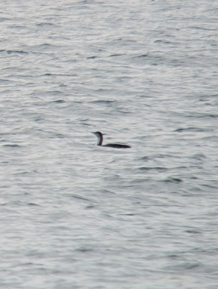 Pacific Loon - ML642545692