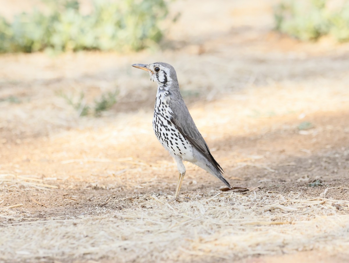 Groundscraper Thrush - ML642545701