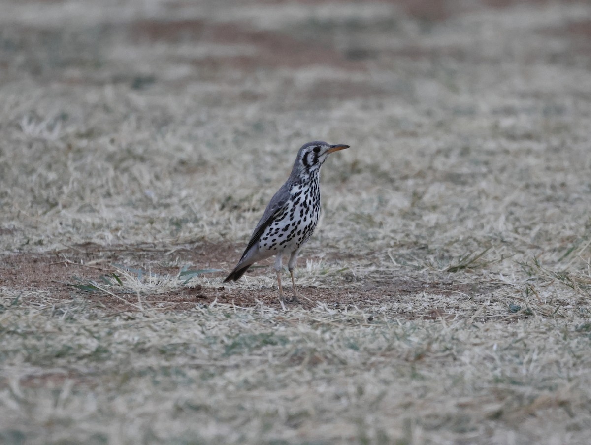 Groundscraper Thrush - ML642545702