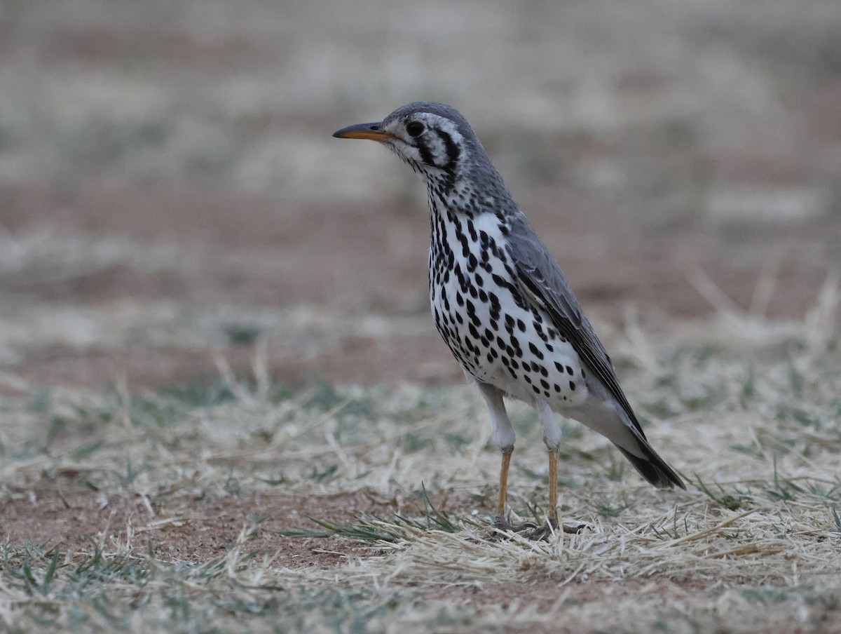 Groundscraper Thrush - ML642545703
