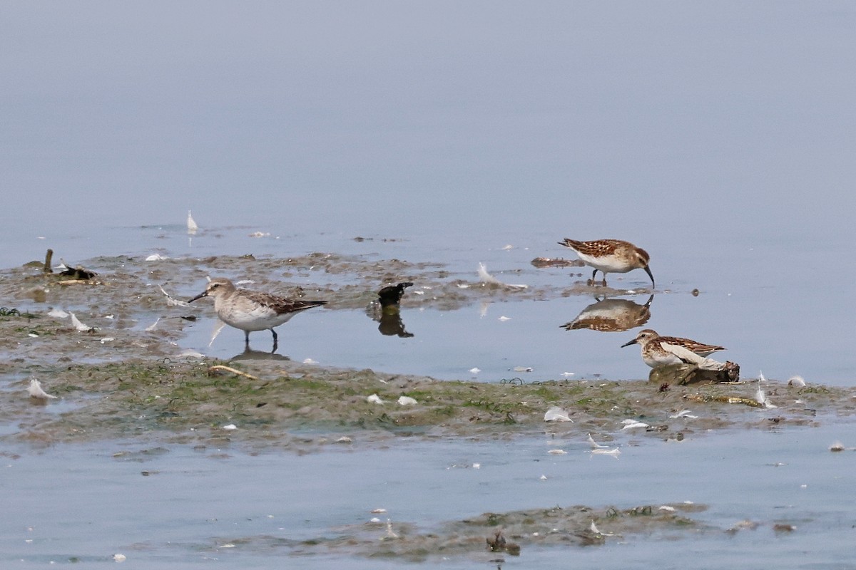 White-rumped Sandpiper - ML642545738