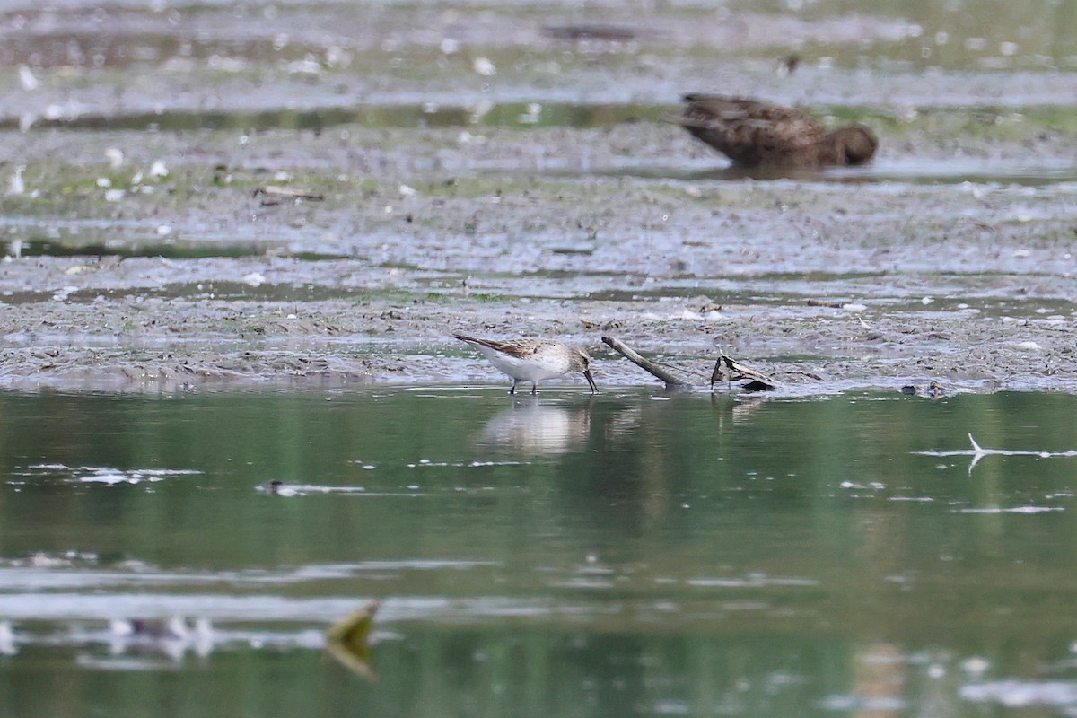 White-rumped Sandpiper - ML642545739