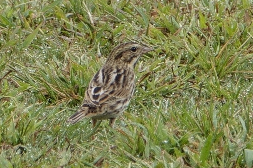 Savannah Sparrow - ML642545745