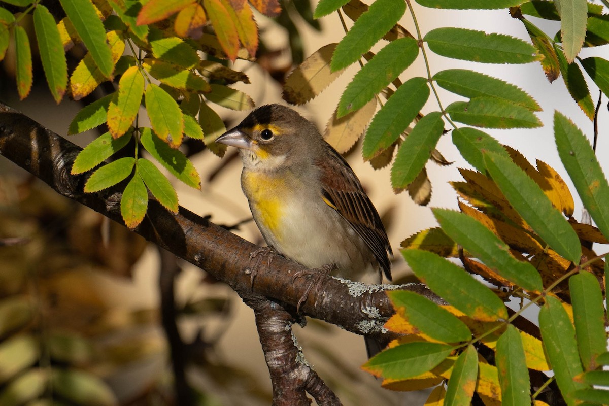 Dickcissel - ML642545762
