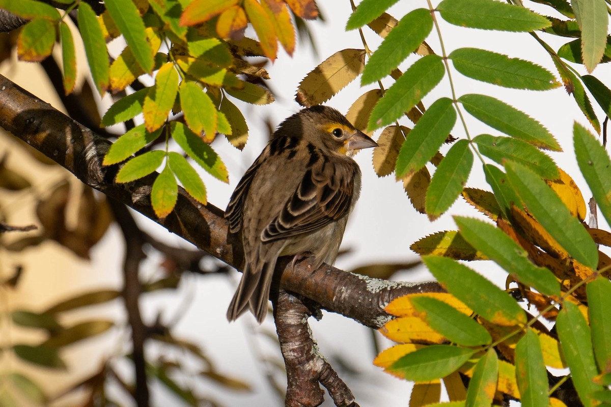 Dickcissel - ML642545763