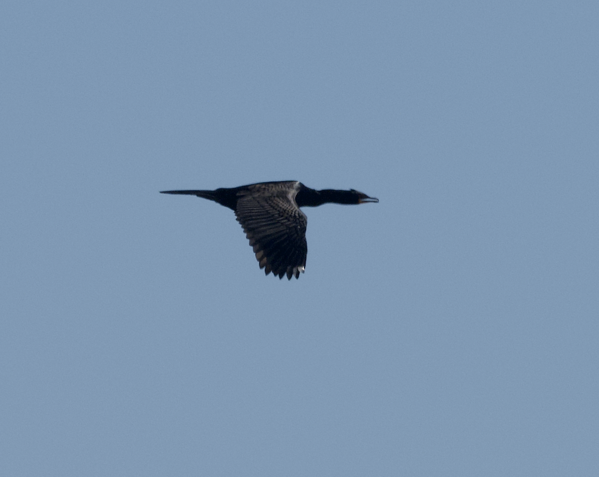 Crowned Cormorant - ML642545780