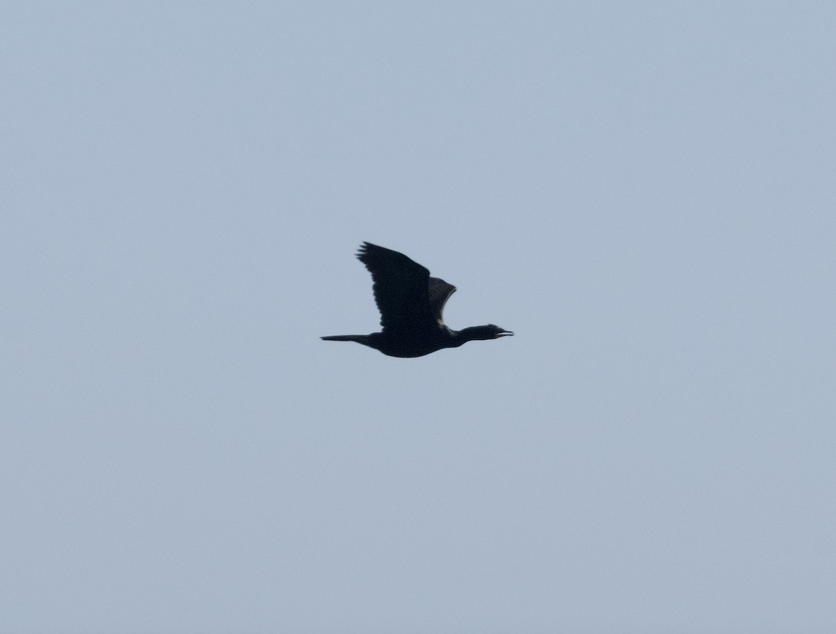 Crowned Cormorant - ML642545781