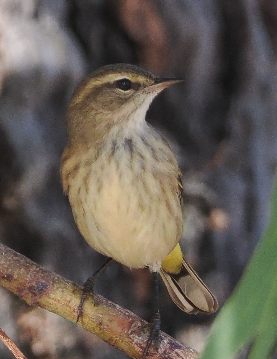 Palm Warbler - ML642545796