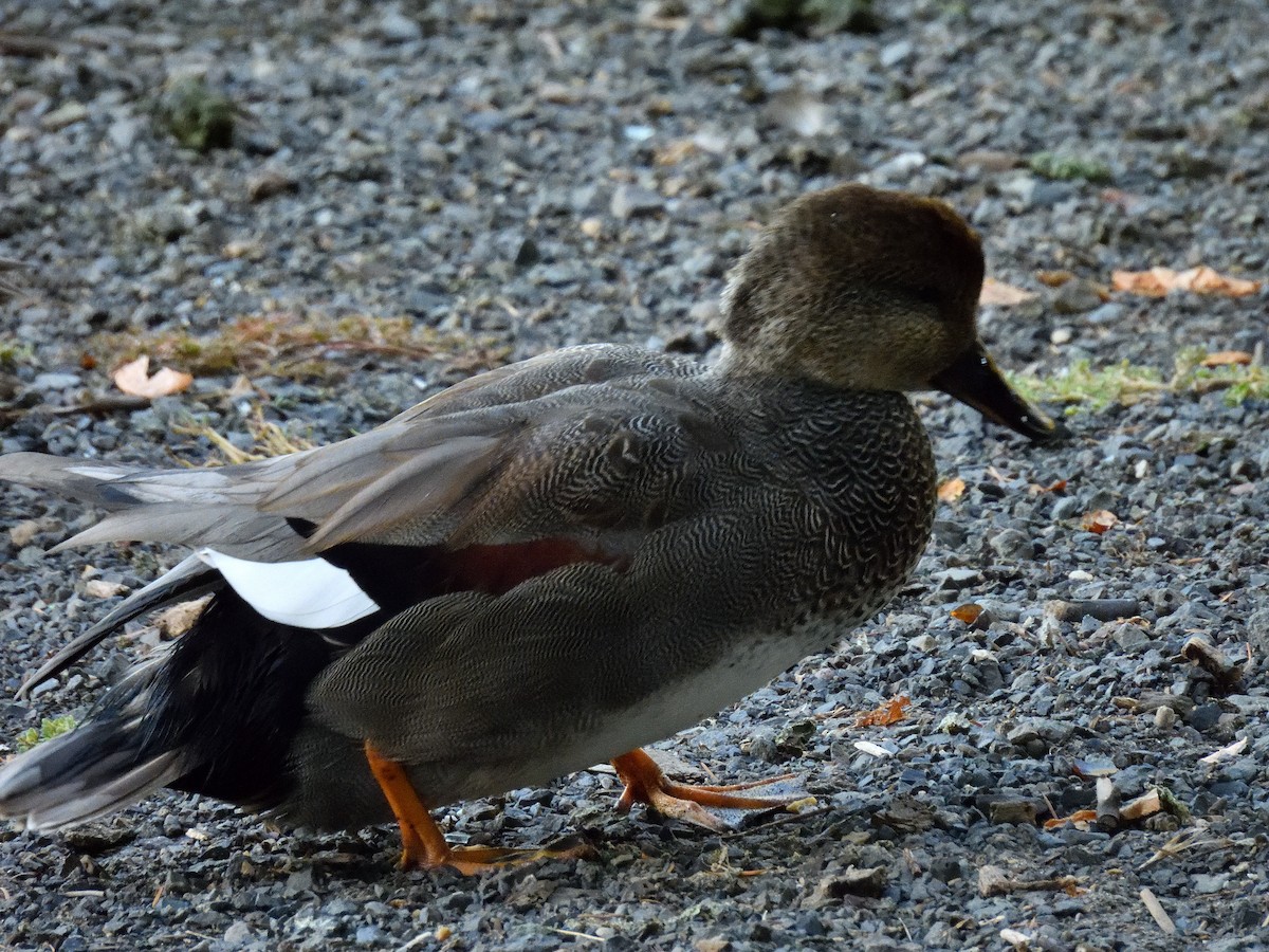 snadderand - ML642545801