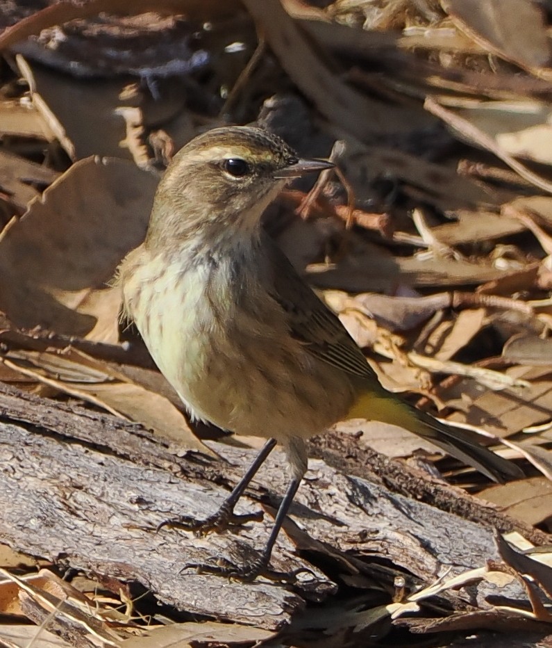 Palm Warbler - ML642545810