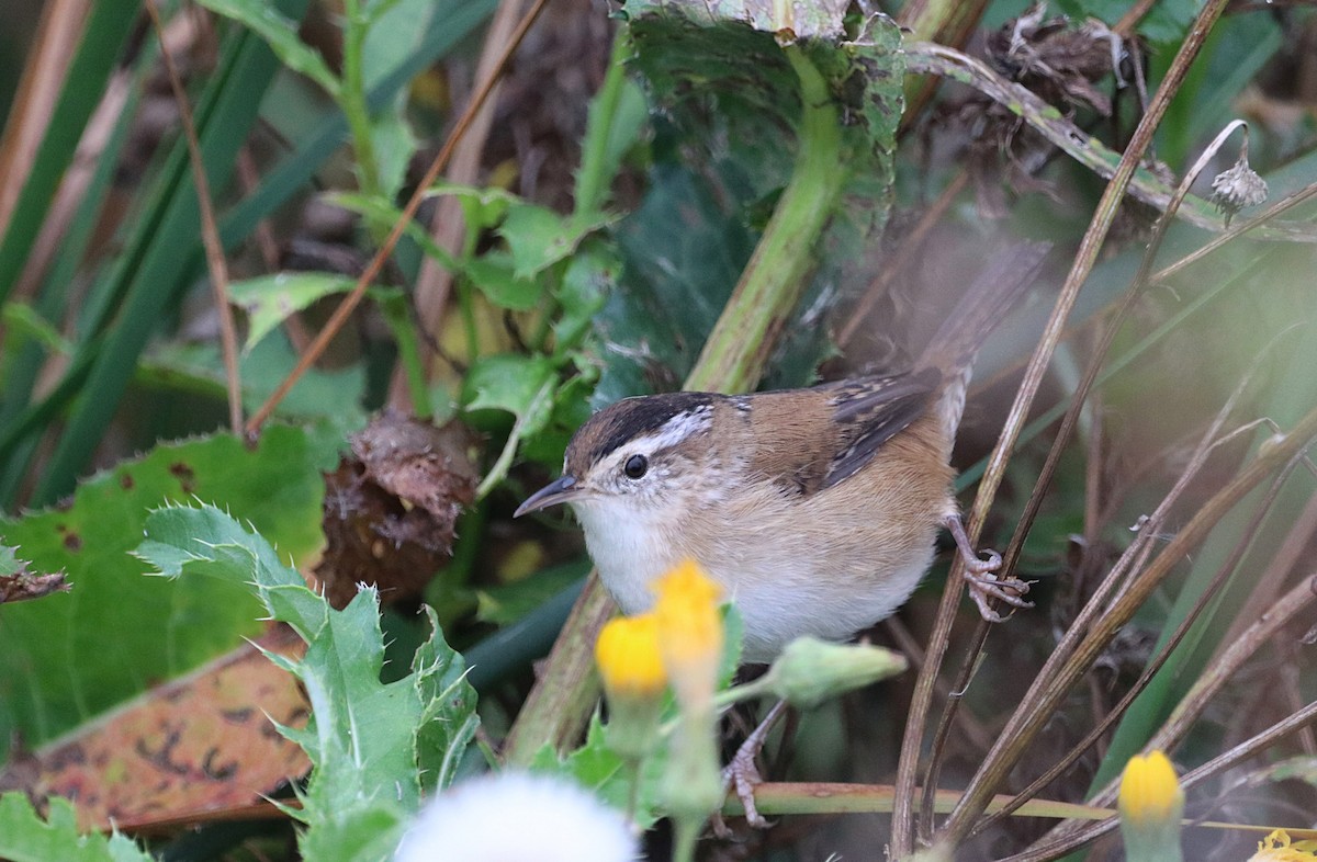 Marsh Wren - ML642545811