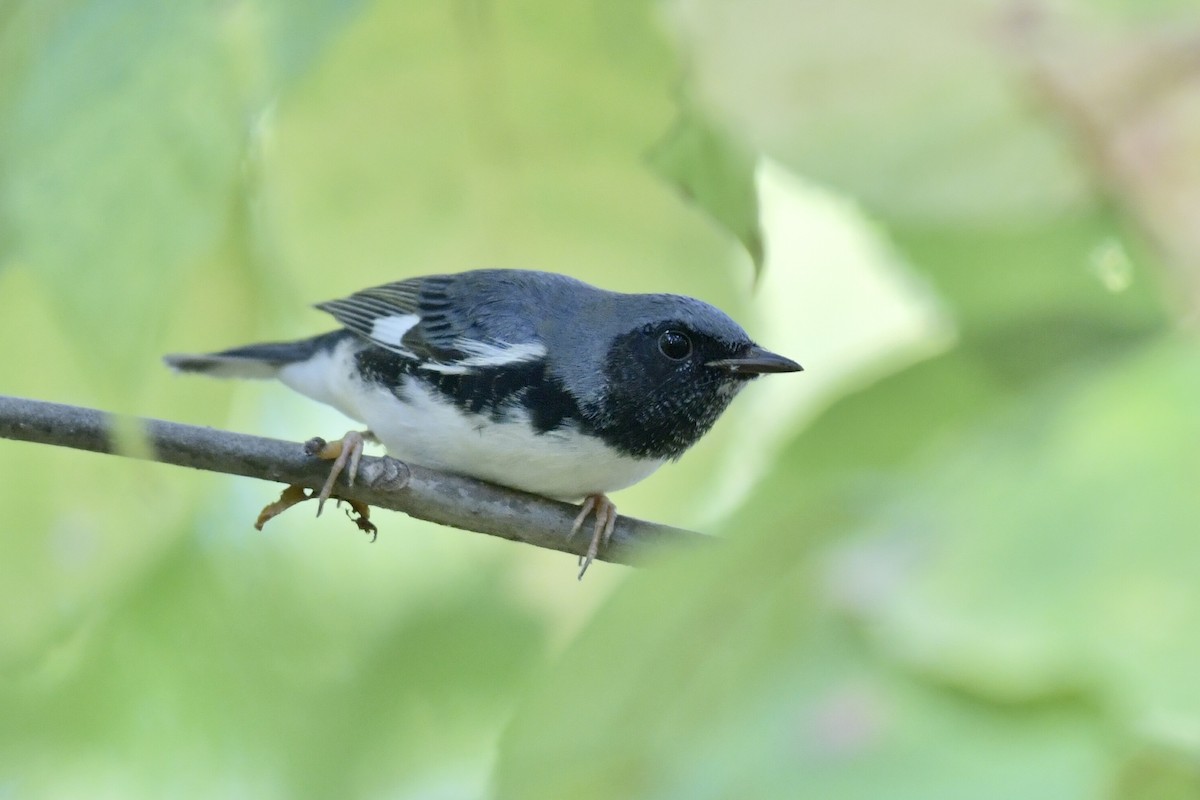 Black-throated Blue Warbler - ML642545816