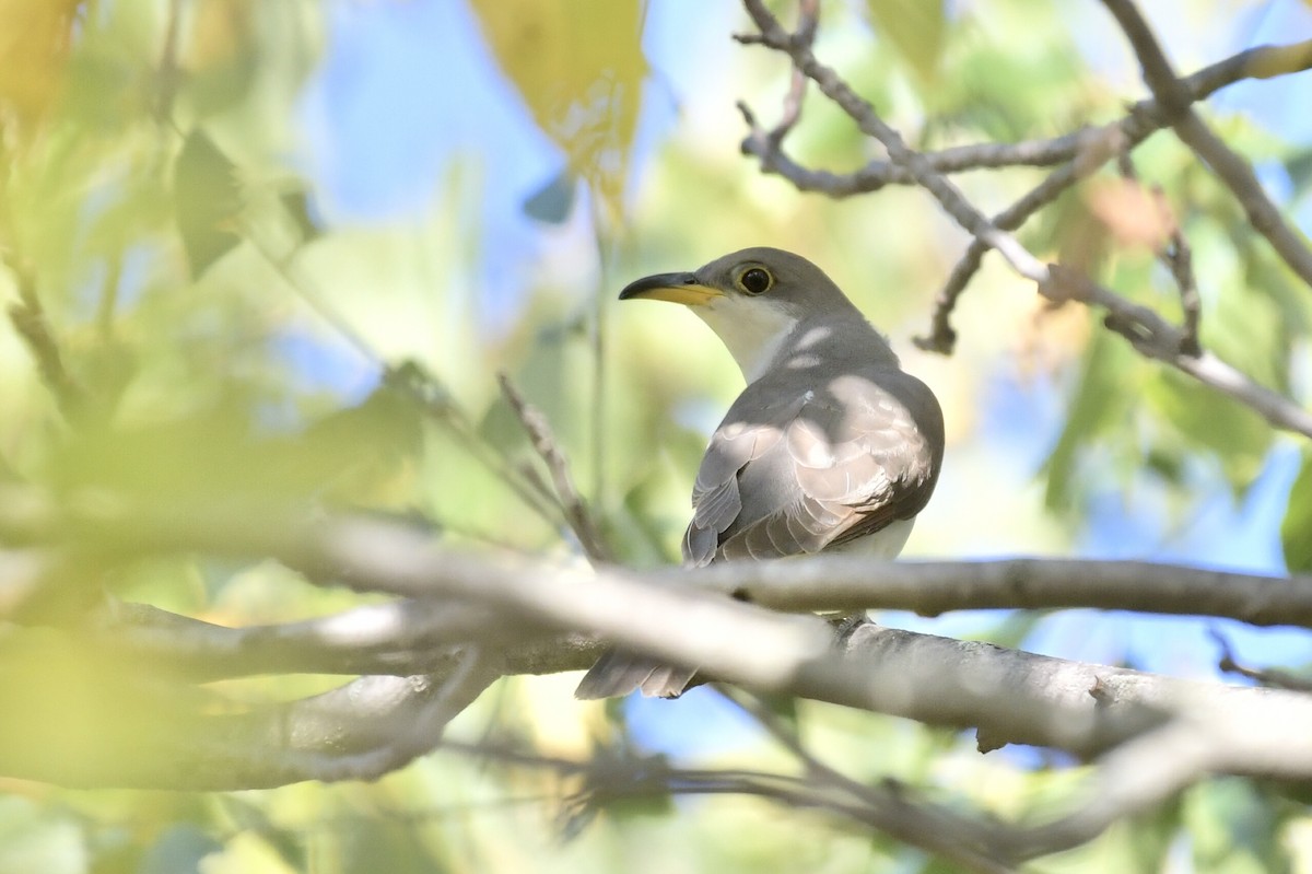 Yellow-billed Cuckoo - ML642545828