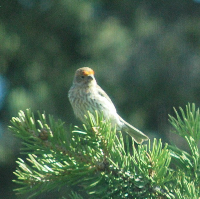 House Finch - ML642545830