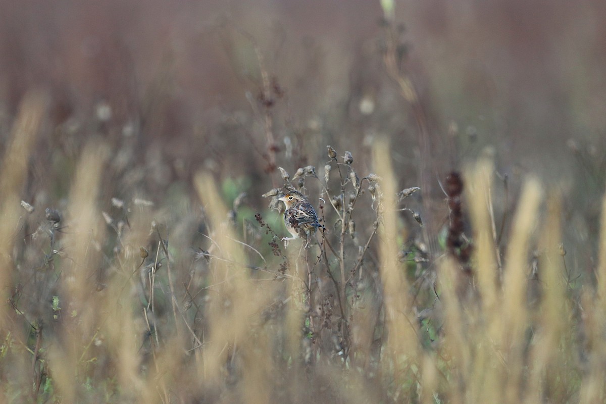 Grasshopper Sparrow - ML642545843