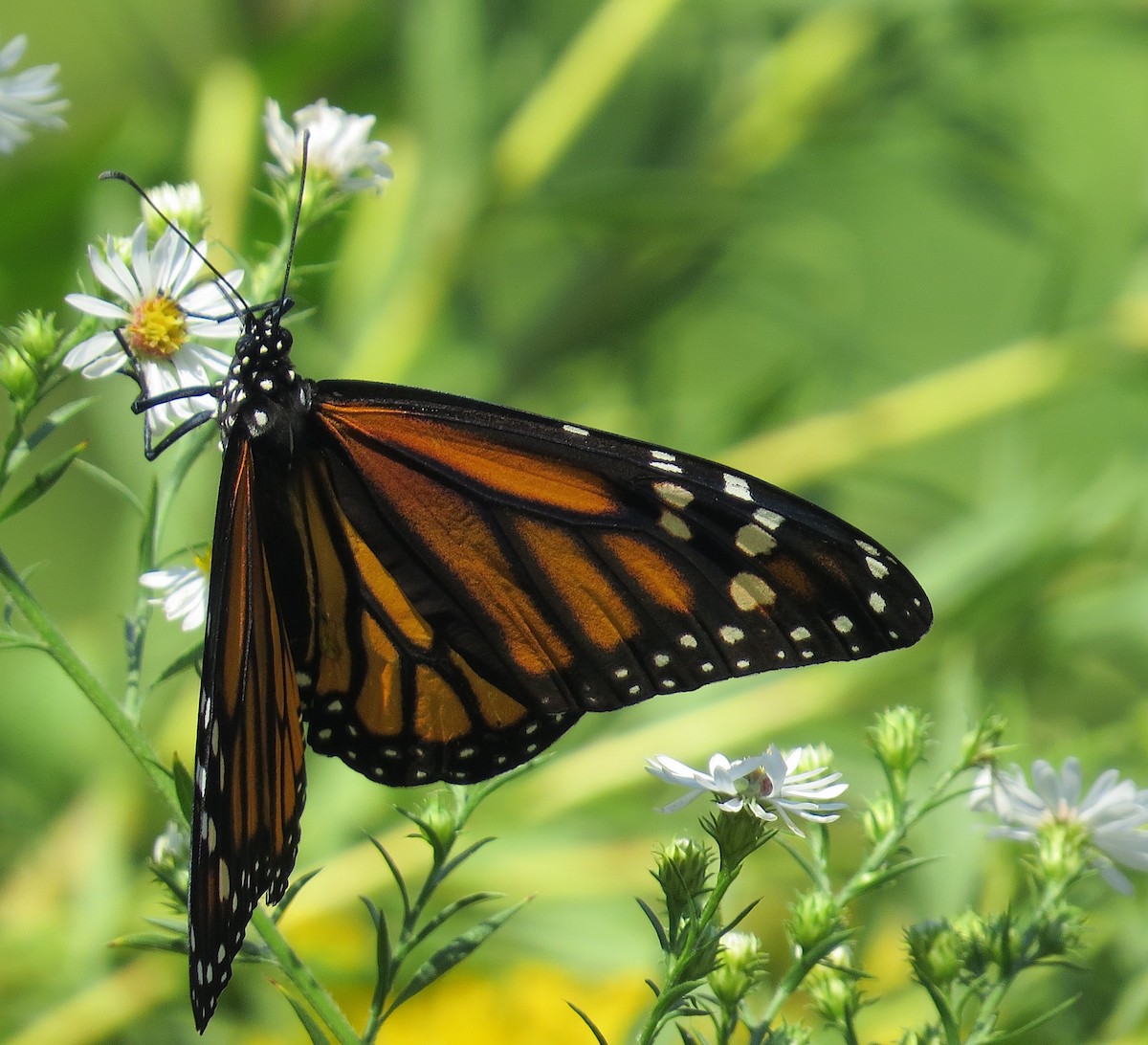 Monarch - ML642545848