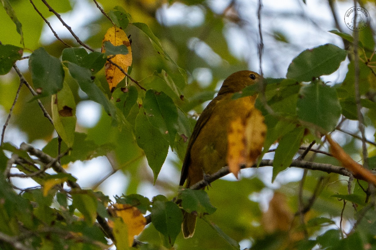 tanager sp. (Piranga sp.) - ML642545860