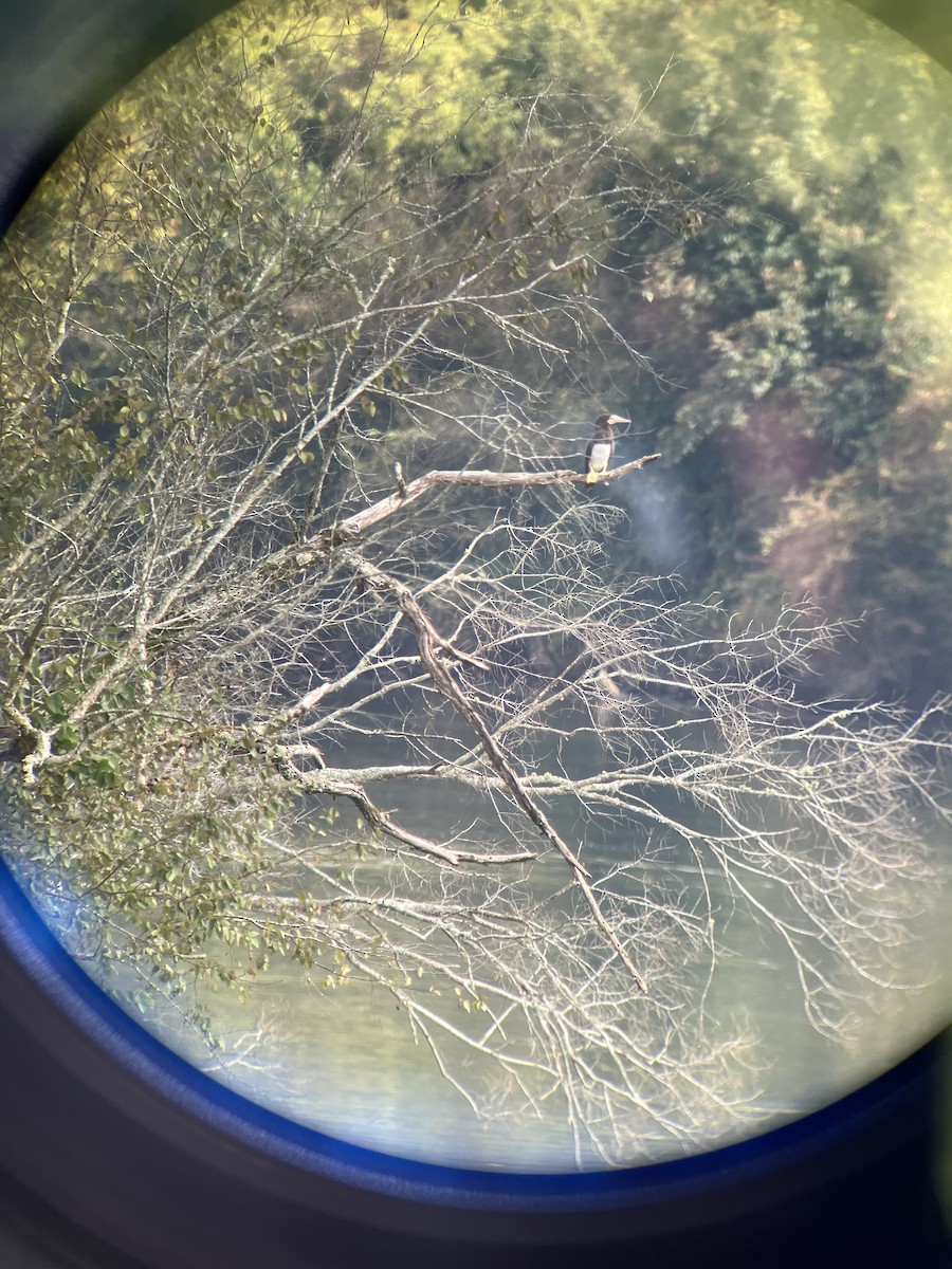 Sula fosca - ML642545864