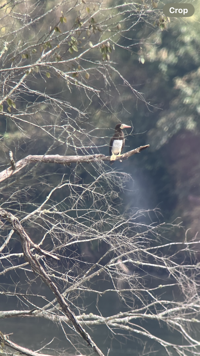 Sula fosca - ML642545865