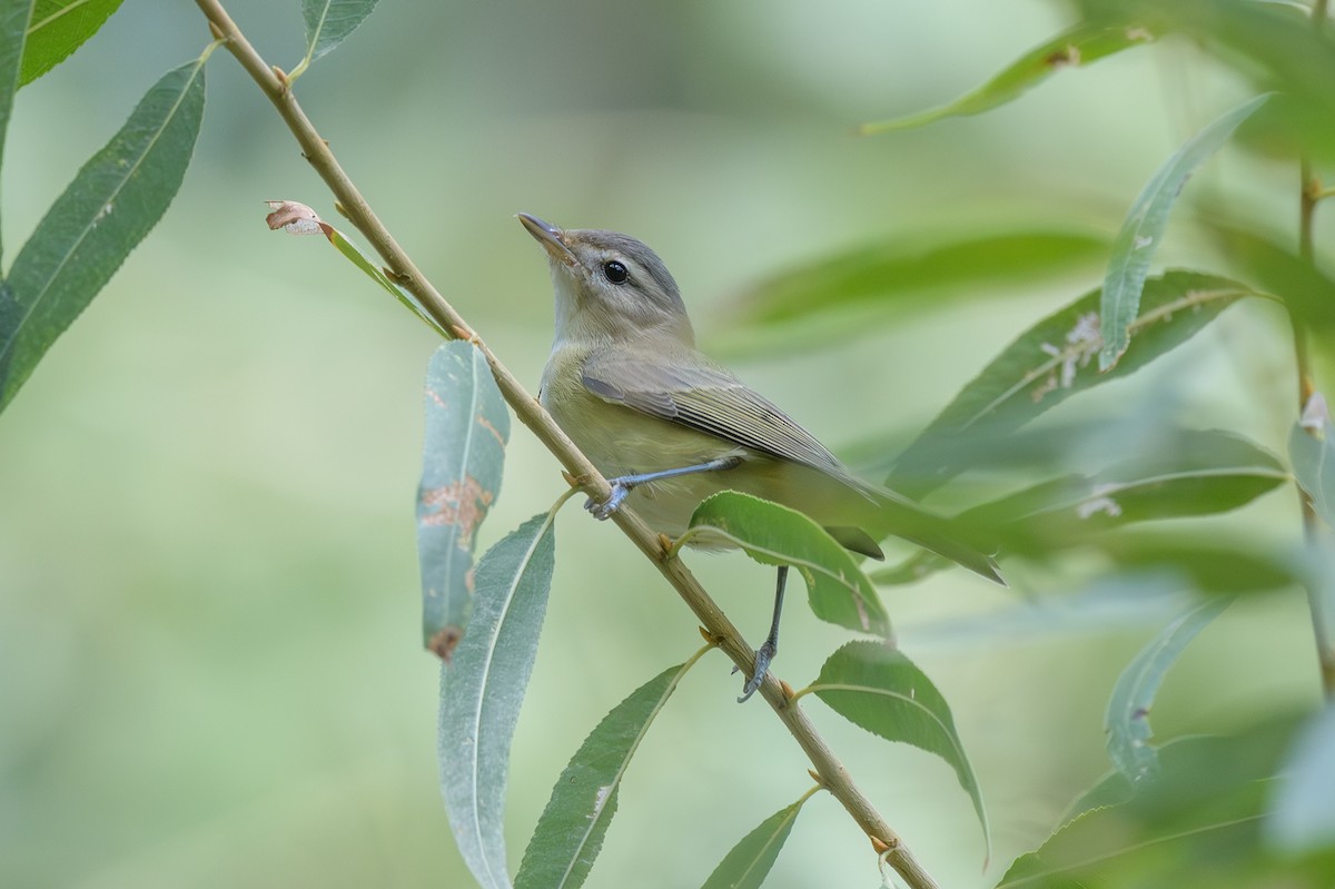 Warbling Vireo - ML642545866