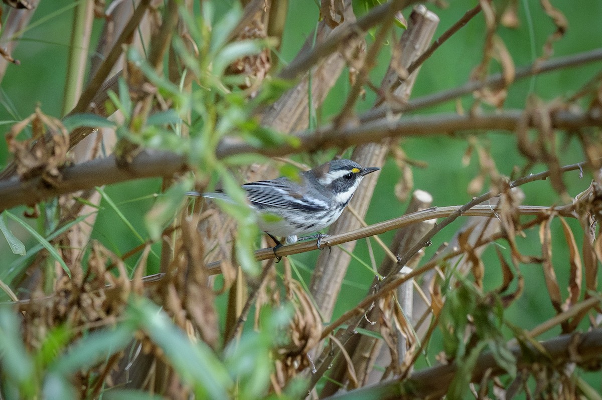 Black-throated Gray Warbler - ML642545871
