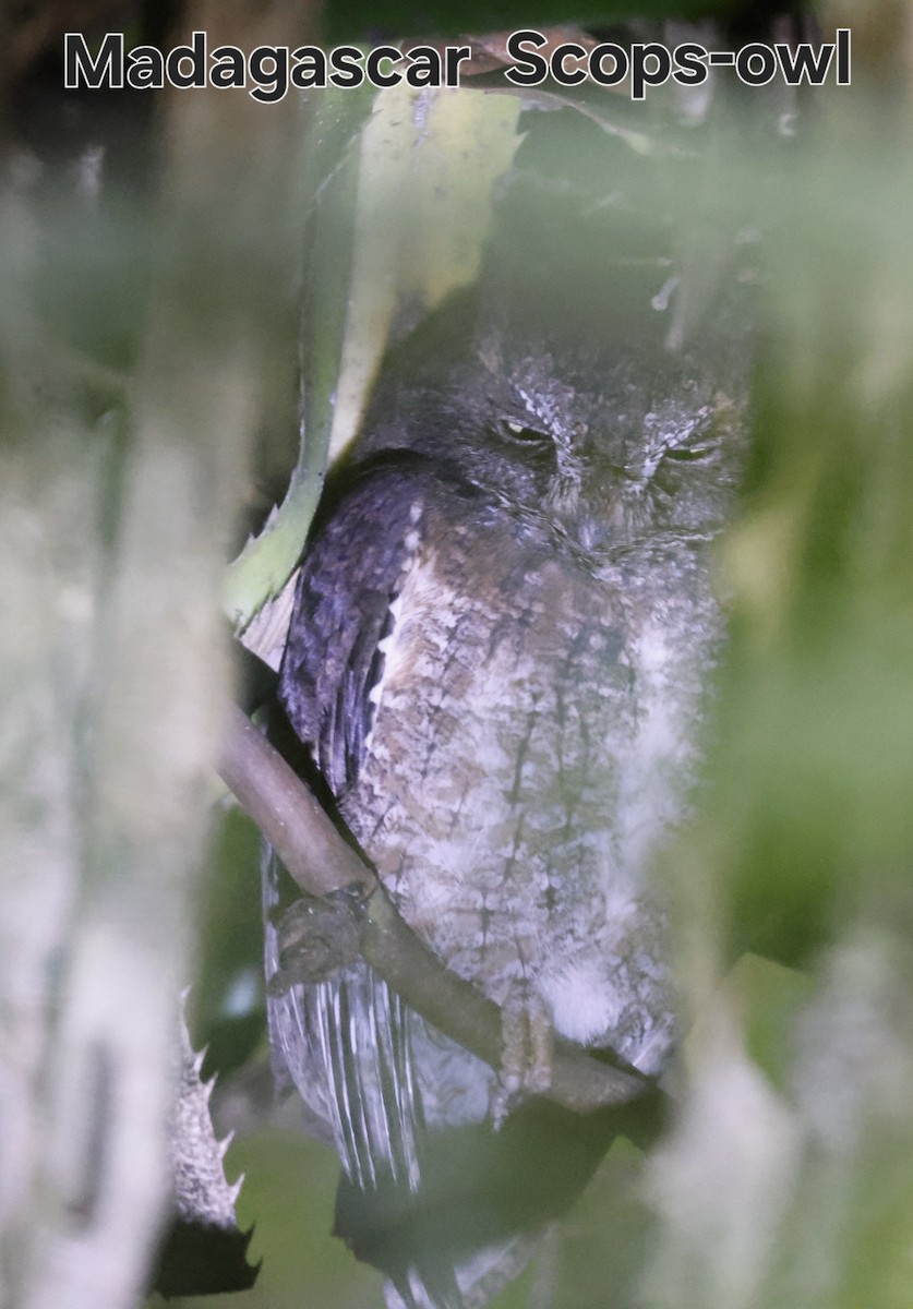 Madagascar Scops-Owl (Rainforest) - ML642545896
