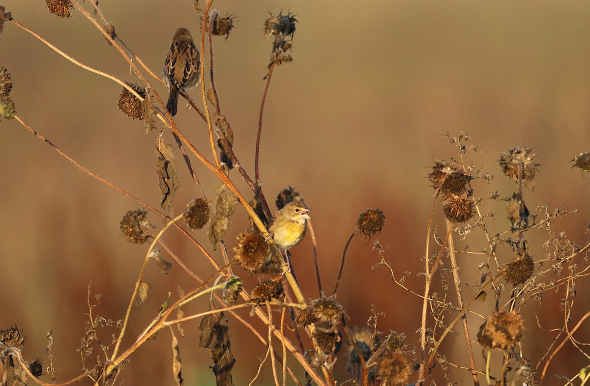 Dickcissel - ML642545909