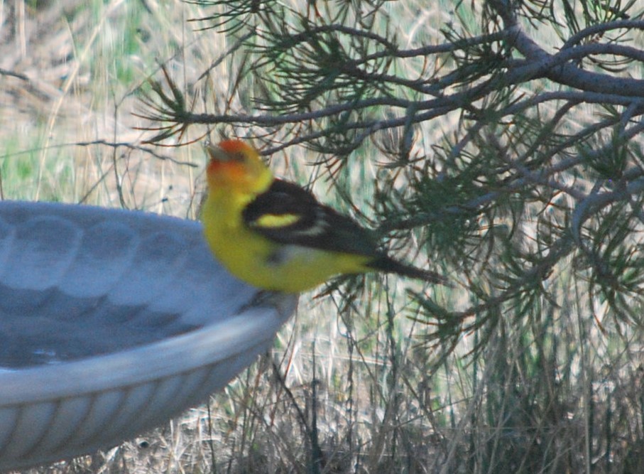 Western Tanager - ML642545911