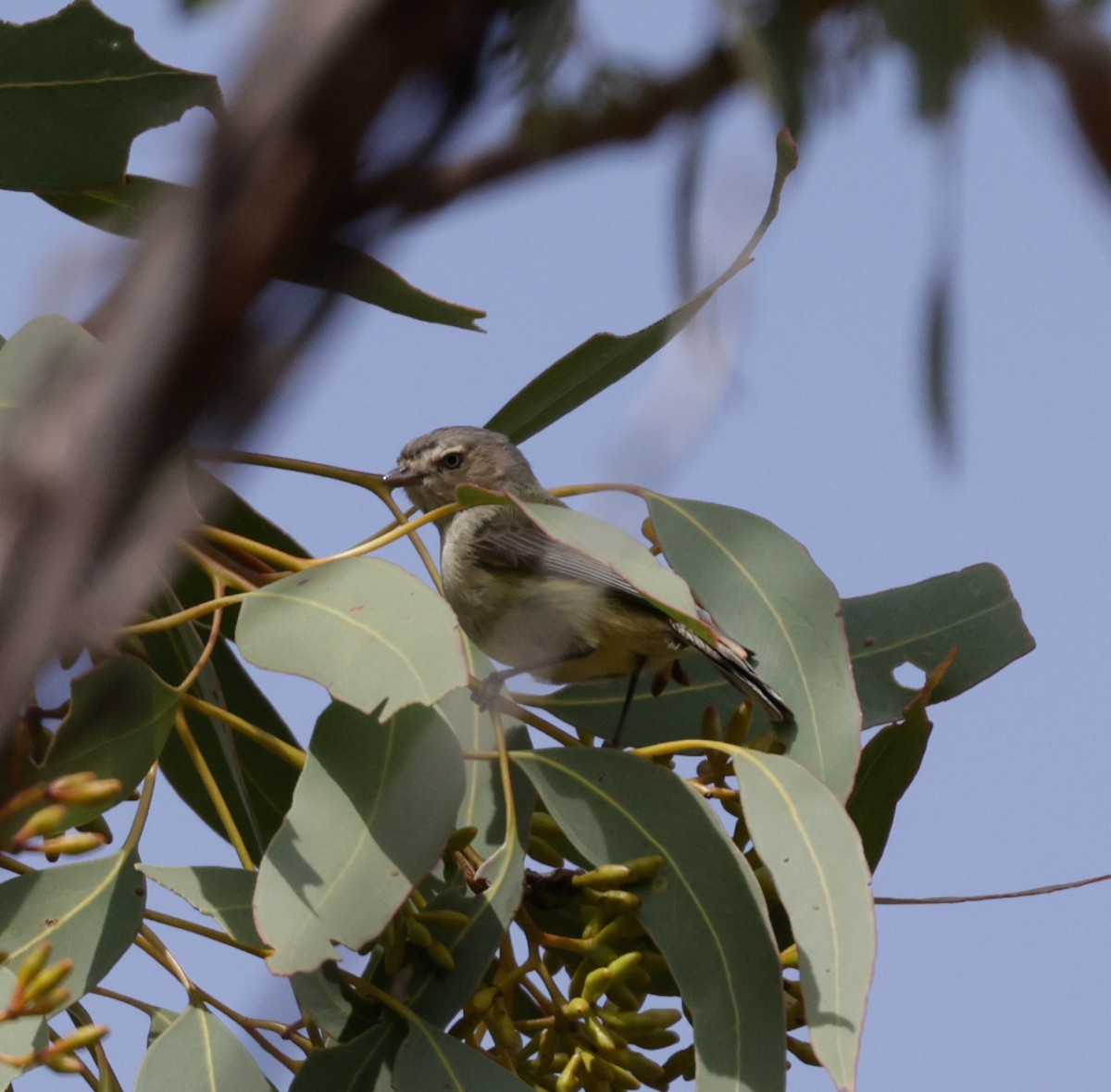Weebill - ML642545918