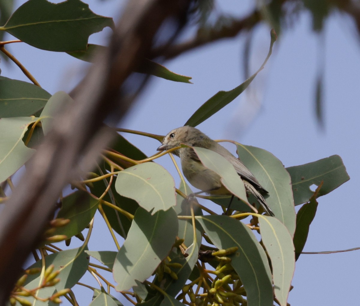 Weebill - ML642545919