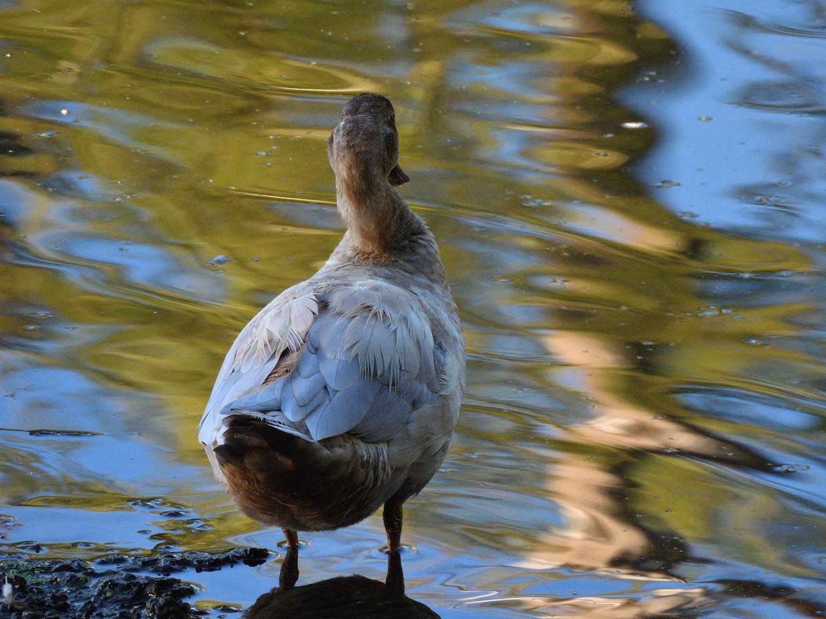 stokkand (domestisert) - ML642545930