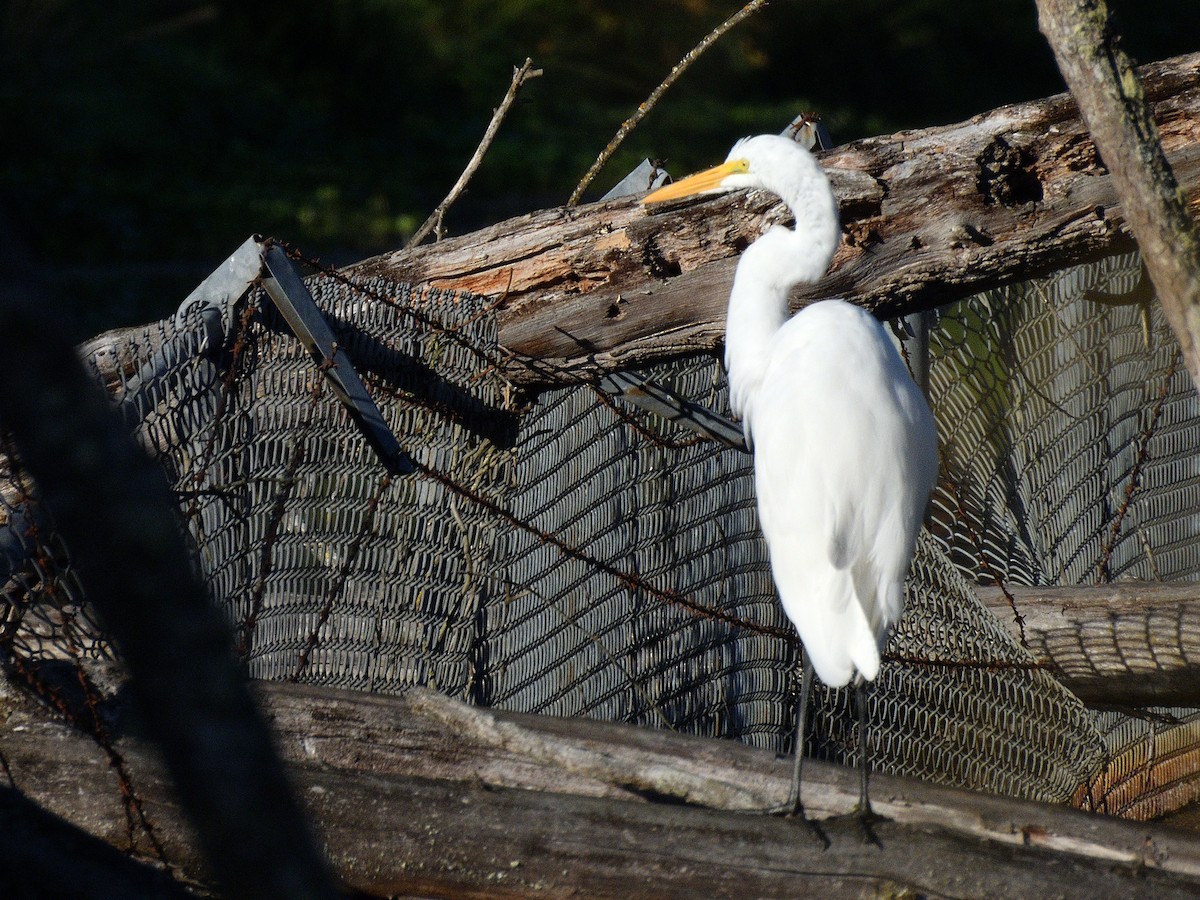 egretthegre - ML642545940