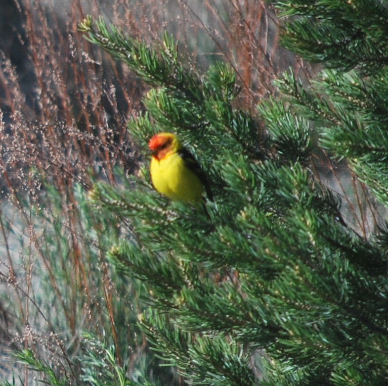 Western Tanager - ML642545950