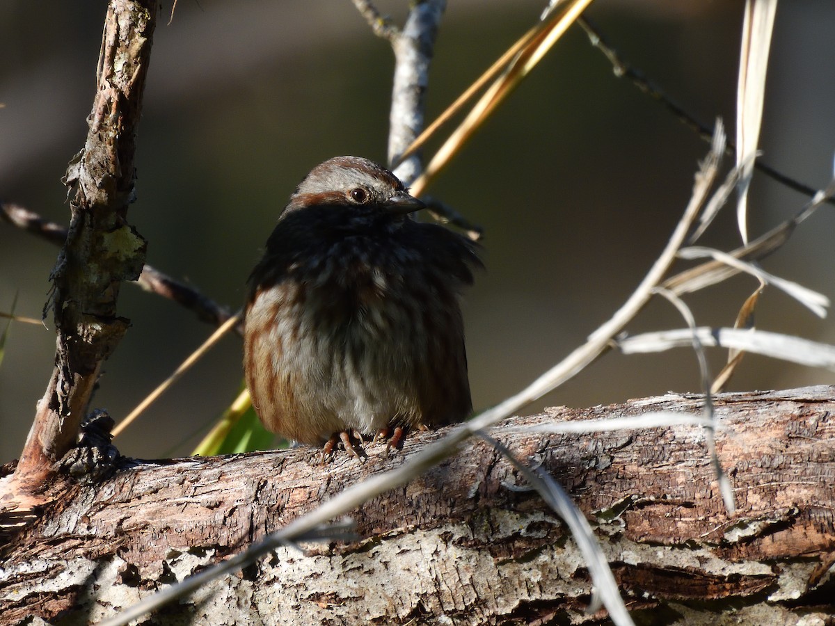 sangspurv - ML642545951