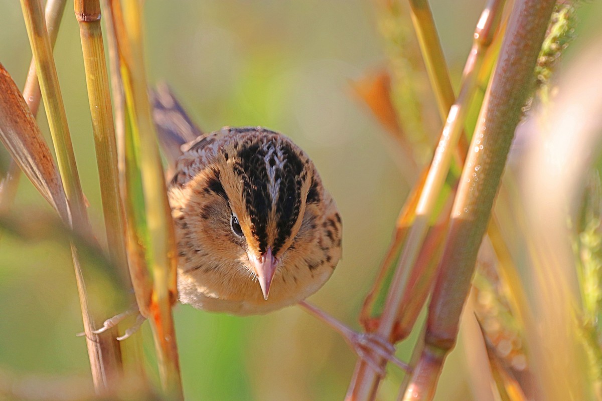 LeConte's Sparrow - ML642545961