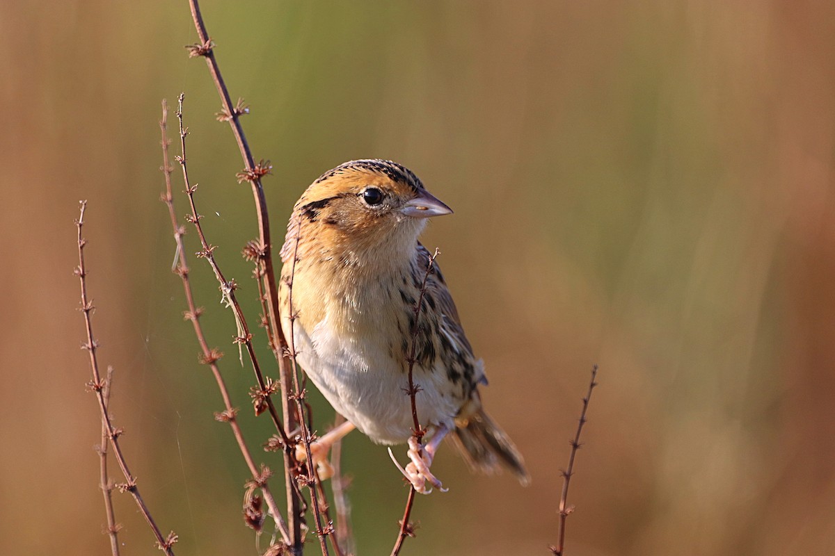 LeConte's Sparrow - ML642545963