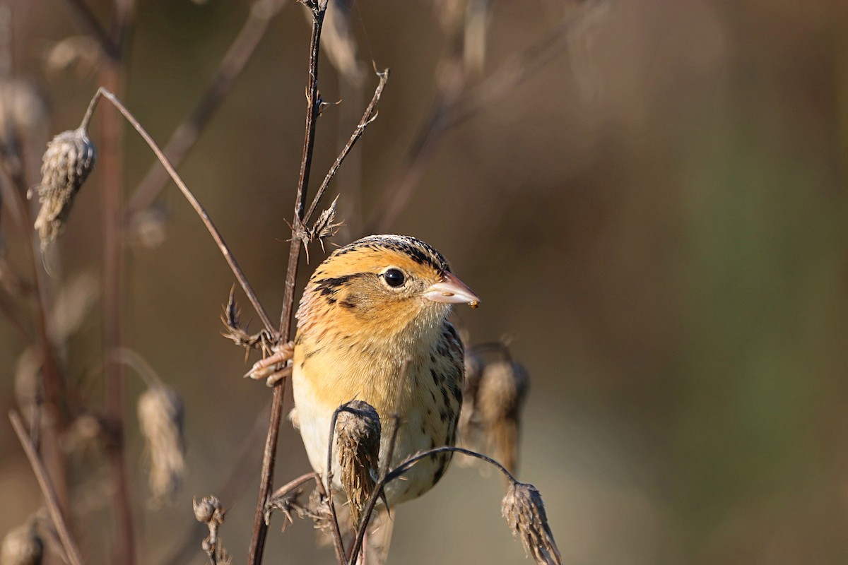 LeConte's Sparrow - ML642545967