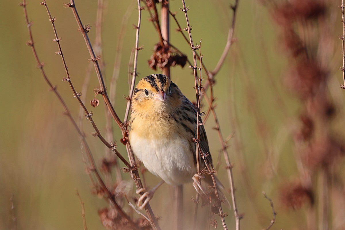 LeConte's Sparrow - ML642545972