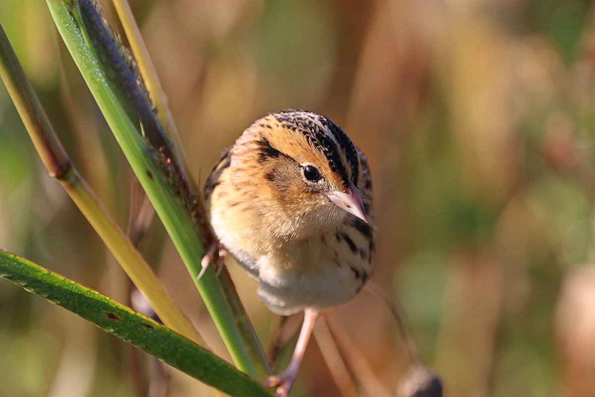 LeConte's Sparrow - ML642545973