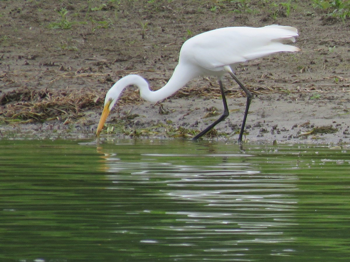 ダイサギ - ML642545976