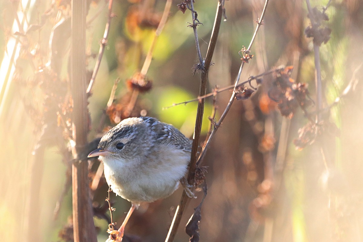 Sedge Wren - ML642545986