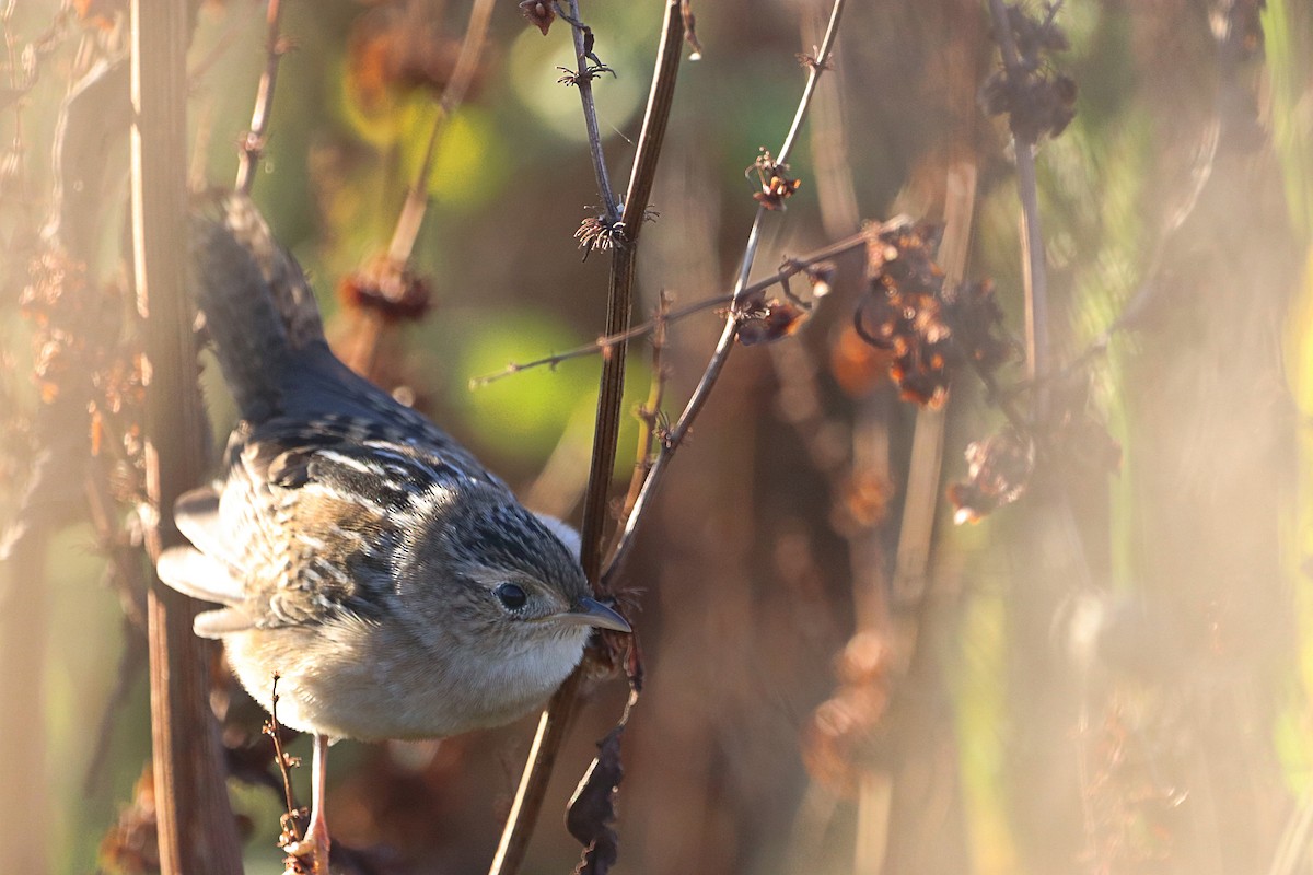 Sedge Wren - ML642545987