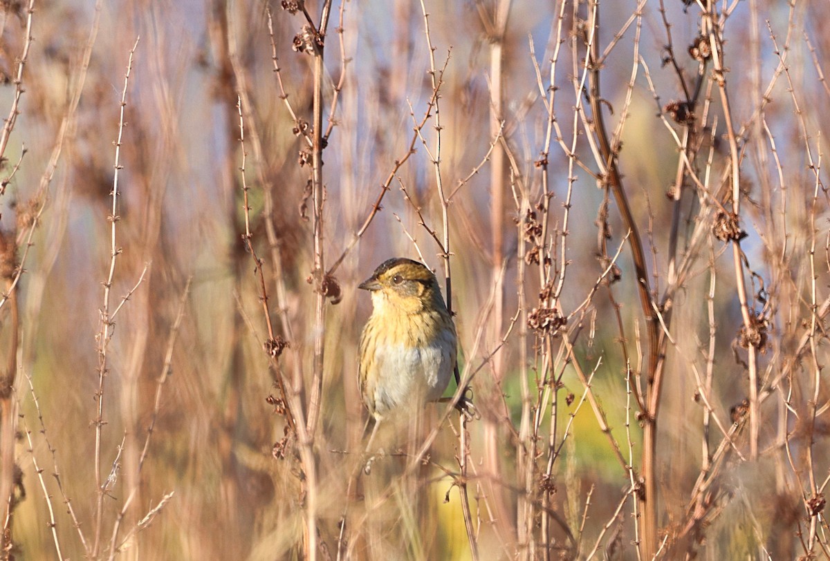 Nelson's Sparrow - ML642545997