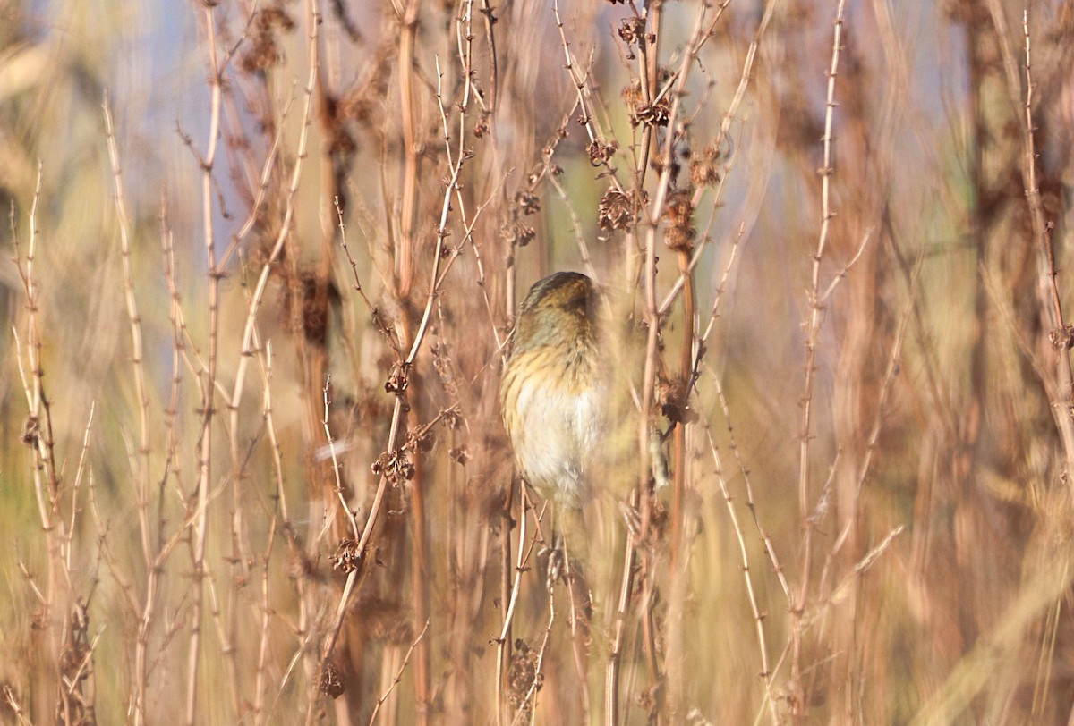 Nelson's Sparrow - ML642546004