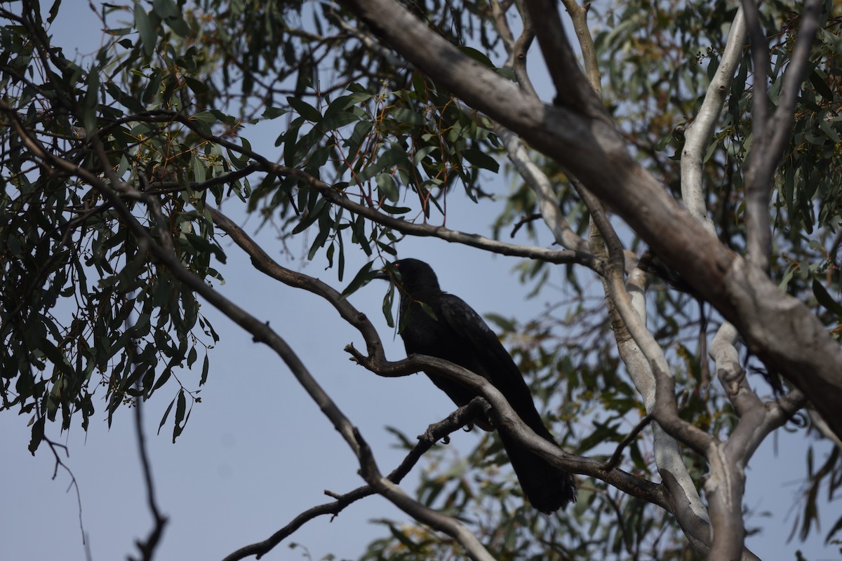 White-winged Chough - ML642546028
