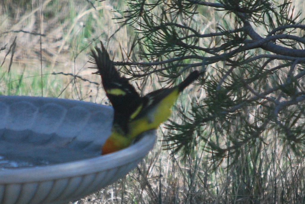Western Tanager - ML642546030