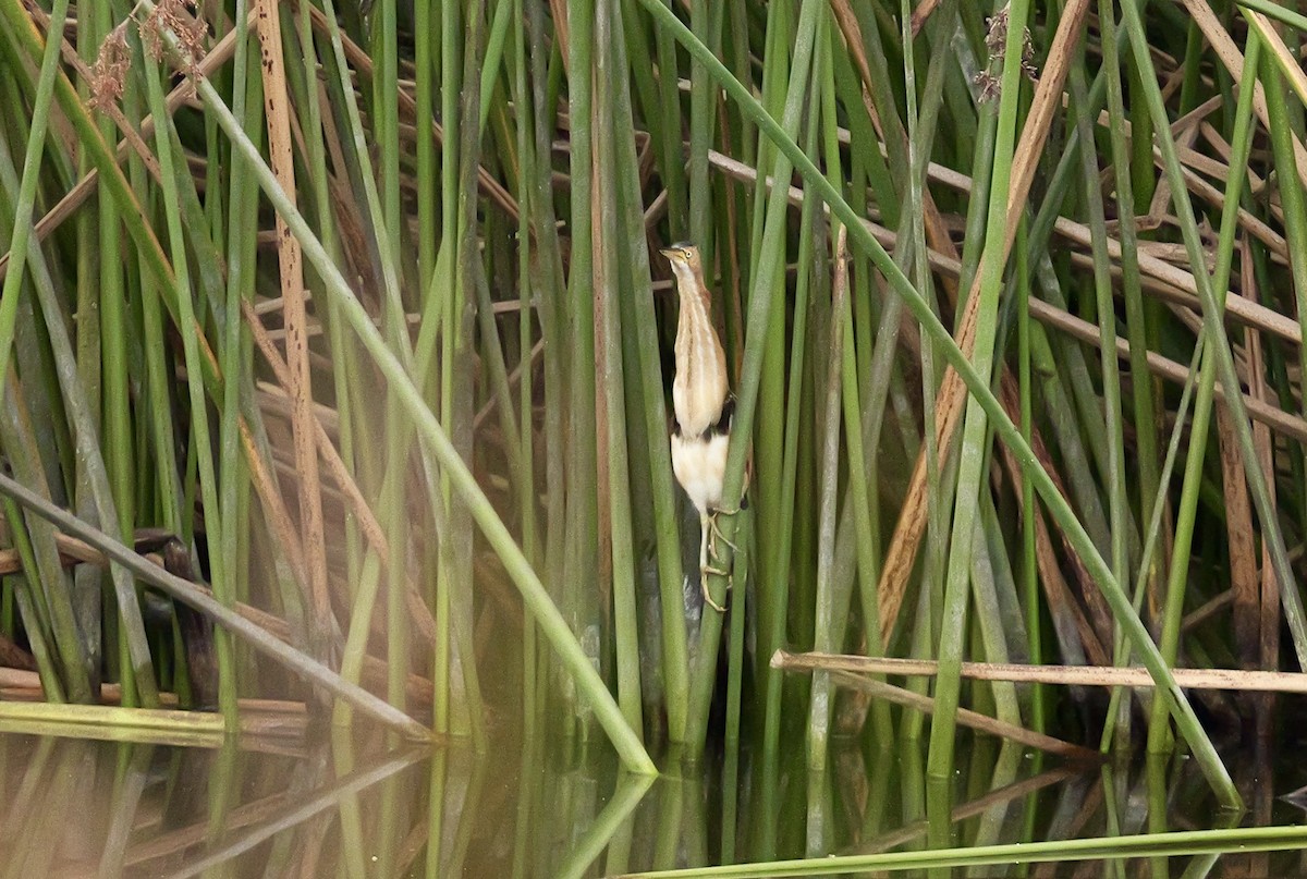 Least Bittern - ML642546063