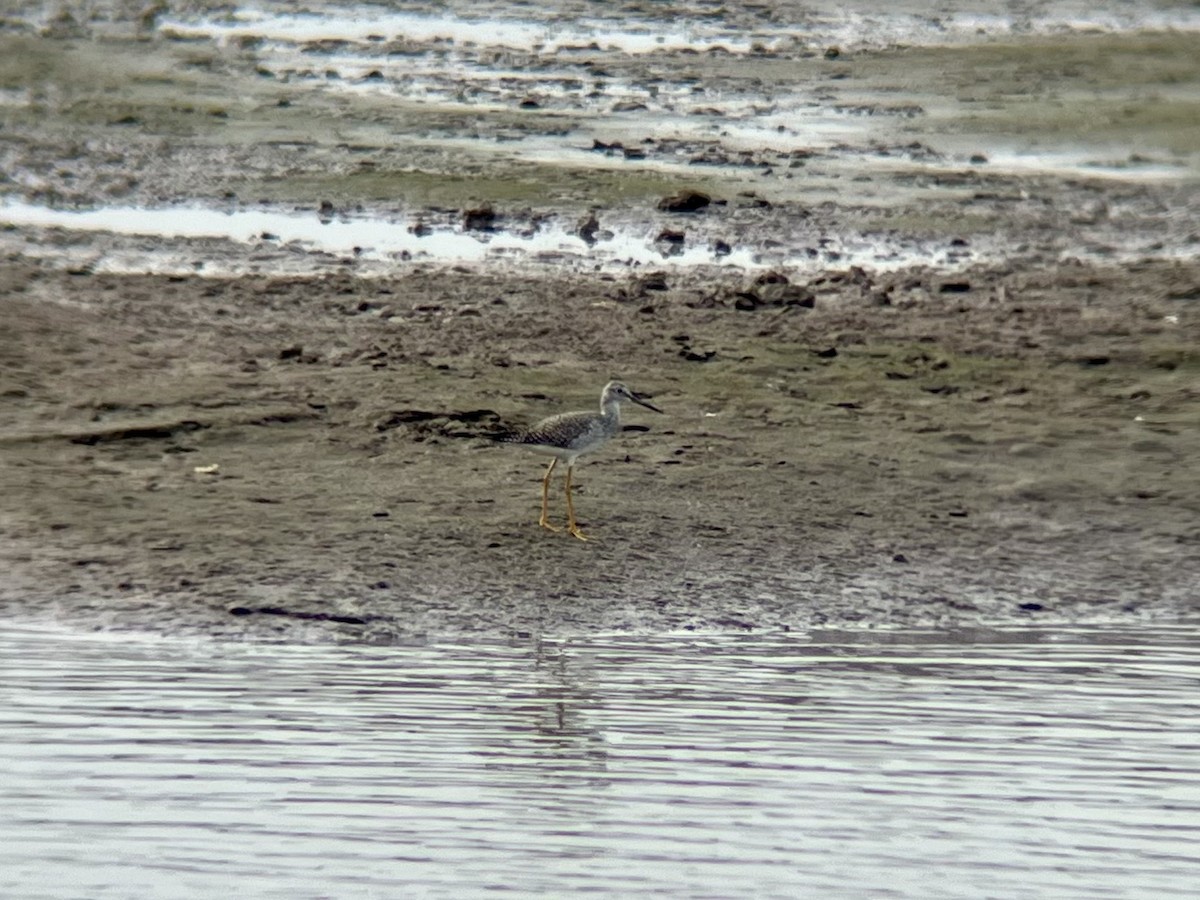 Greater Yellowlegs - ML642546064