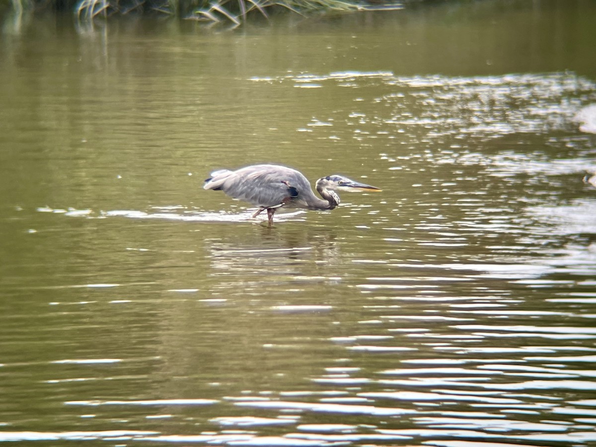 Great Blue Heron - ML642546072