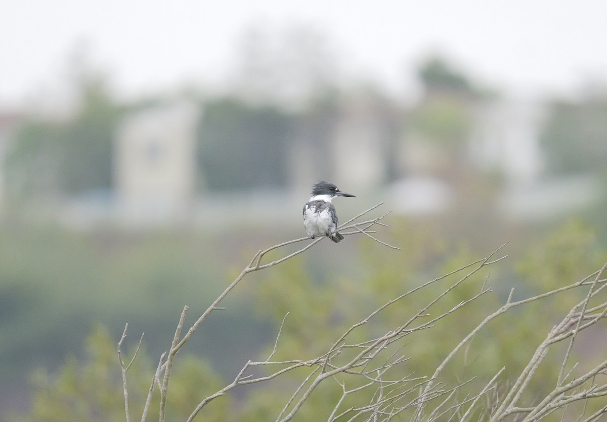 Belted Kingfisher - ML642546078